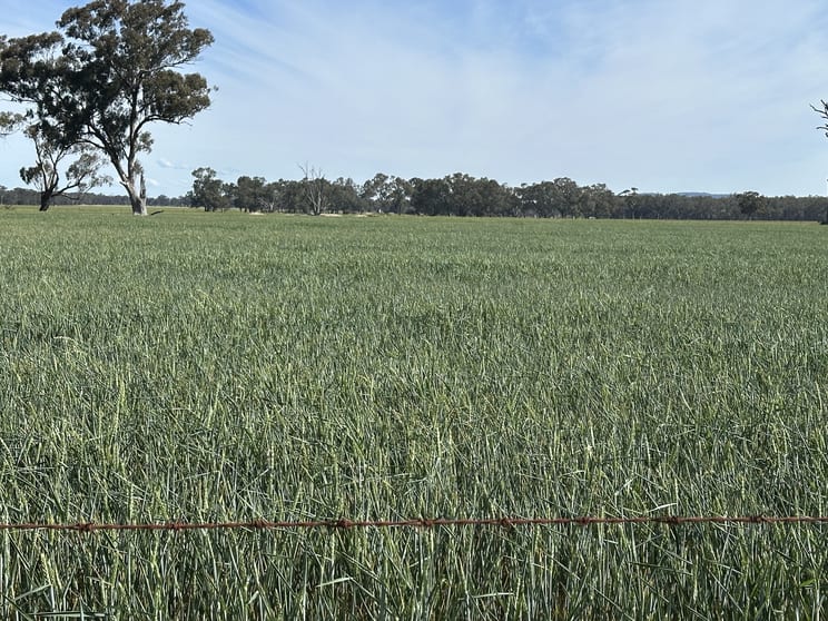 Click to view all images . O'Keeffe Road Culcairn NSW 2660 - Image 2