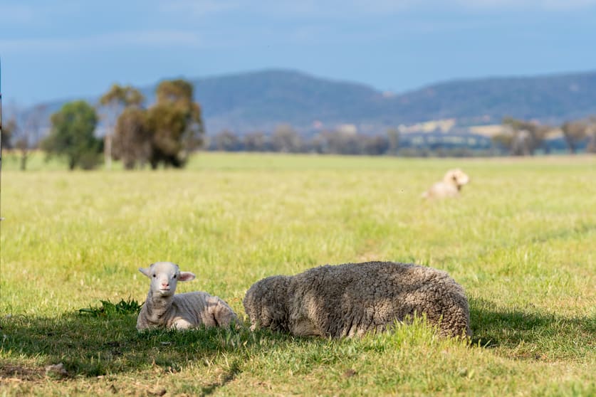 Click to view all images 'North Calare' 29 Gurneys Road Cowra NSW 2794 - Image 3