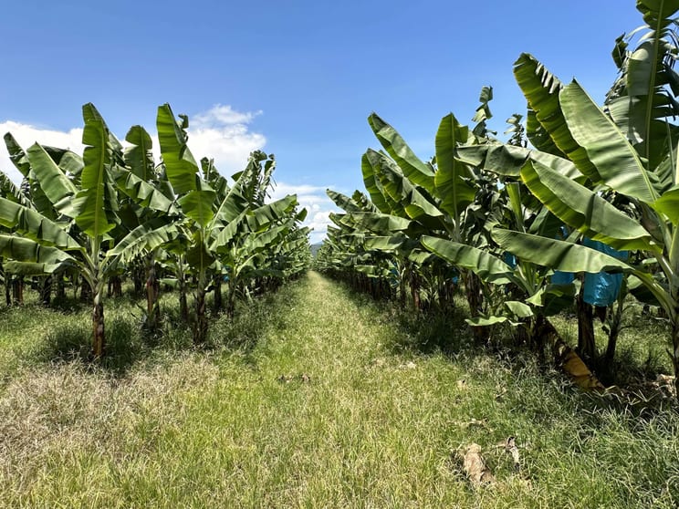 Click to view all images Jarra Creek QLD 4854 - Image 1
