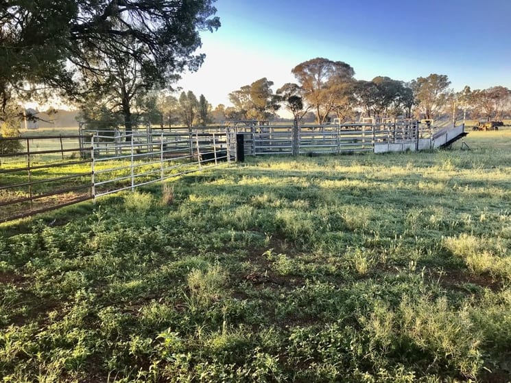 Click to view all images 72 Bourkes and Halls road Binnaway NSW 2395 - Image 3