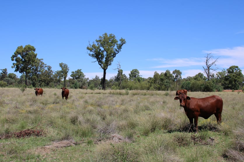 Click to view all images 392 Murrumbilla Lane Narrabri NSW 2390 - Image 3