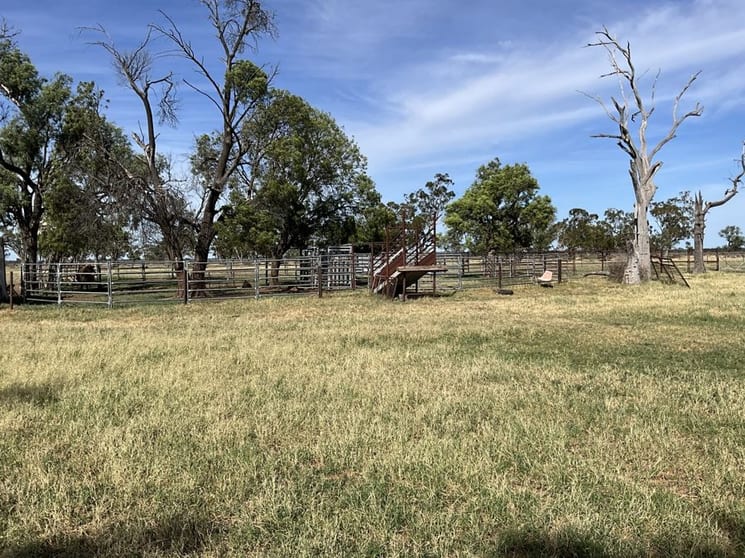 Click to view all images 50 Warrena Road Coonamble NSW 2829 - Image 1
