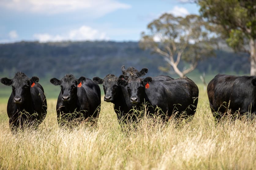 Click to view all images 322 Claremont Road Armidale NSW 2350 - Image 1