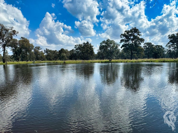 Click to view all images 483 Gwabegar Road Cuttabri NSW 2388 - Image 3