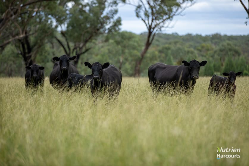 Click to view all images 288 Haywood Road Delungra NSW 2403 - Image 3