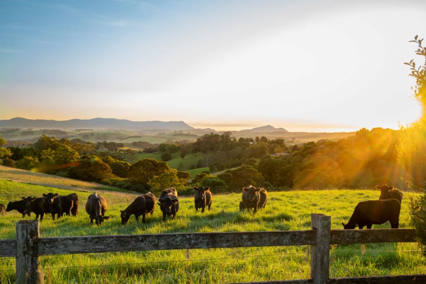 Click to view all images 922 Whisky Creek Road Dorrigo NSW 2453 - Image 1