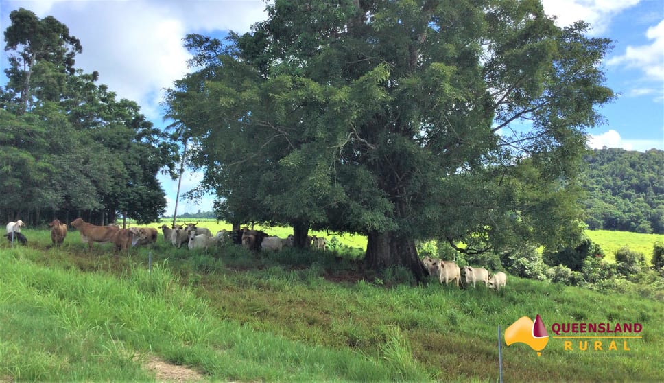 Click to view all images Utchee Creek QLD 4871 - Image 3
