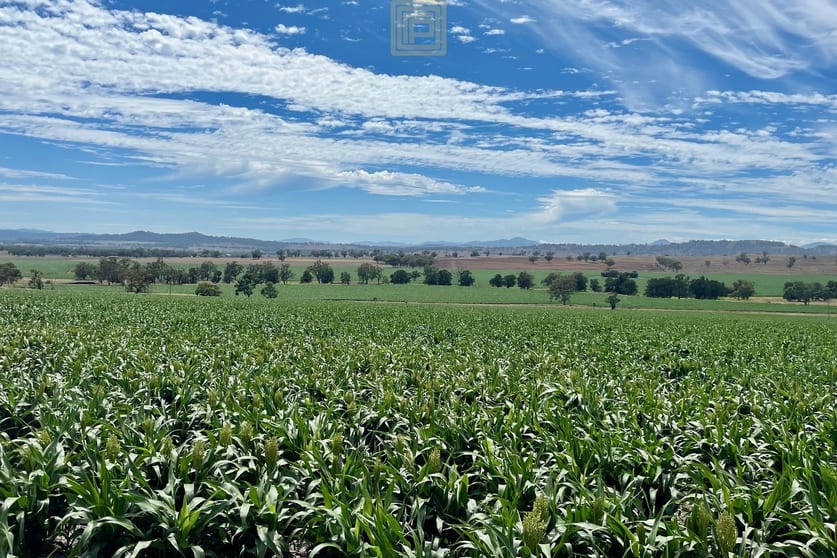 Click to view all images 186 Little Jacks Creek Road Willow Tree NSW 2339 - Image 1