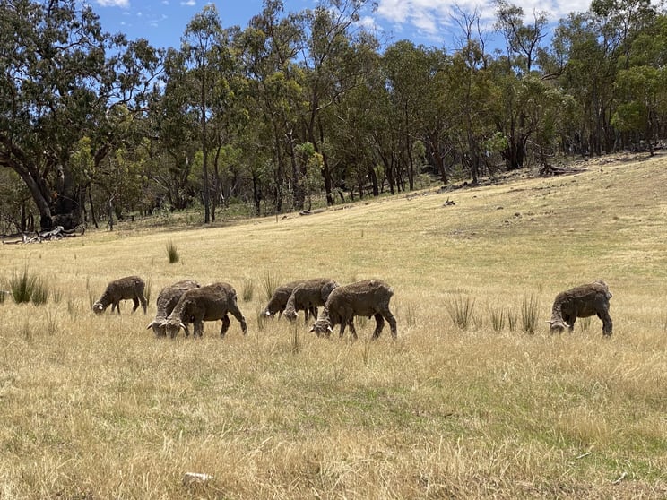 Click to view all images 470 Yambira Road Grenfell NSW 2810 - Image 3