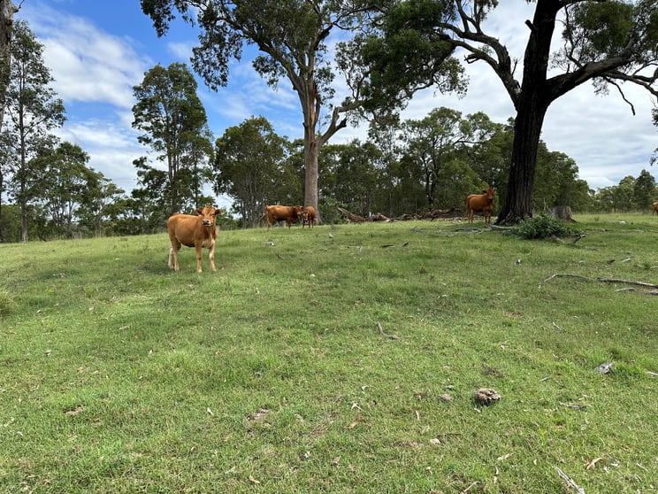 Click to view all images 95/3709 Clarence Town Road Dungog NSW 2420 - Image 1