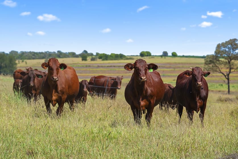 Click to view all images " Alcheringa " Wandoan QLD 4419 - Image 2