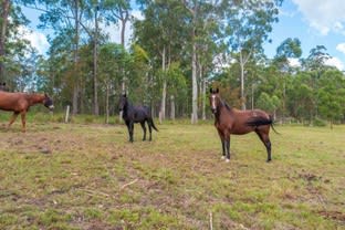 137 Appletree Drive Kundabung NSW 2441 - Image 3