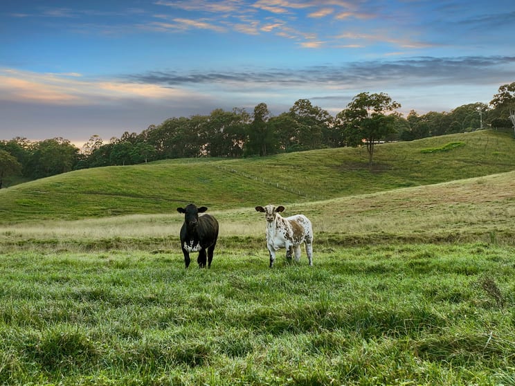Click to view all images 1199 Reserve Creek Road Reserve Creek NSW 2484 - Image 3