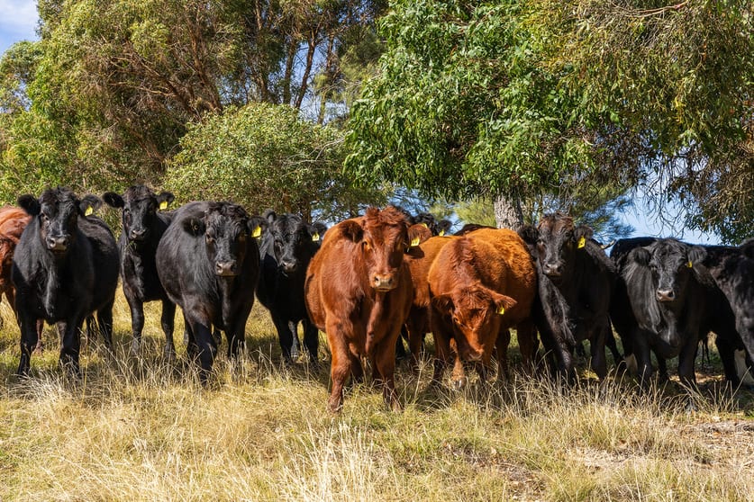 Click to view all images 547 Woodville Road, Binda Crookwell NSW 2583 - Image 1