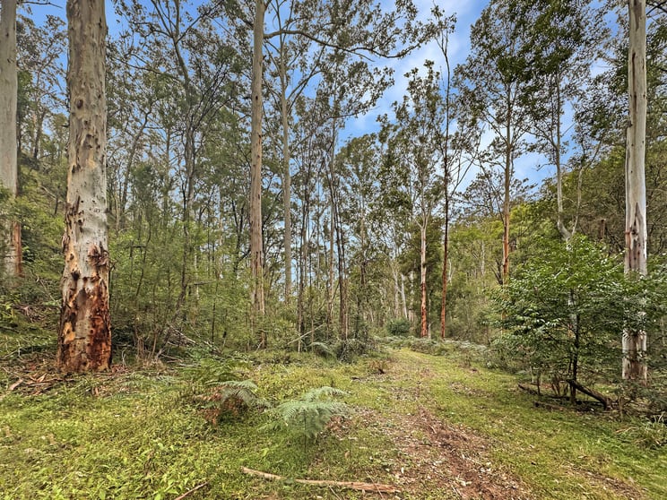 Click to view all images Lot 182 Stockyard Creek Road Paynes Crossing NSW 2325 - Image 1
