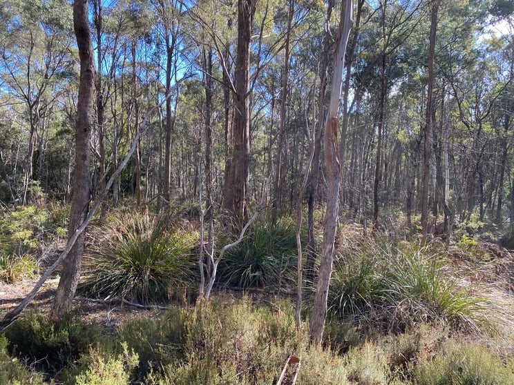Click to view all images Lot 1 River Road Reedy Marsh TAS 7304 - Image 1