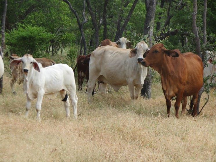 Click to view all images Van Lee Station Mount Surprise QLD 4871 - Image 3
