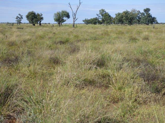 553 Mitchell Highway Wyandra QLD 4489 - Image 3