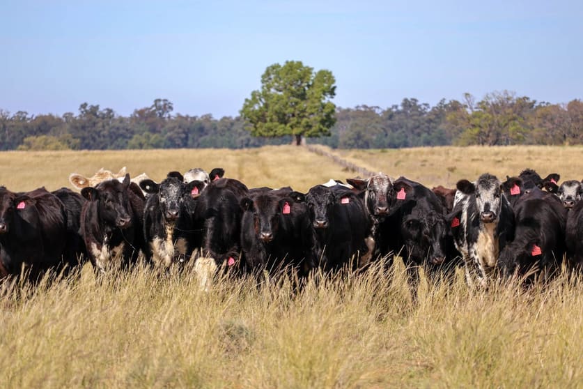 Click to view all images Windeena 802 Milpulling Road Balladoran NSW 2822 - Image 1