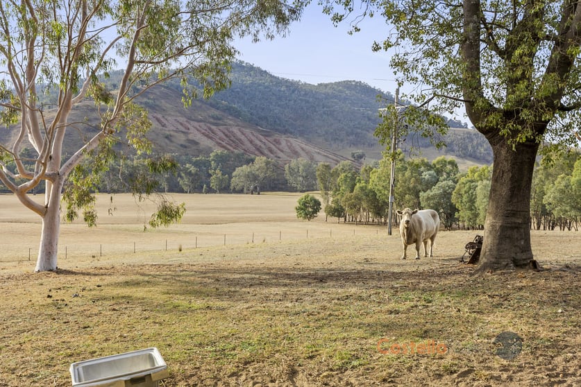 8243 Murray River Rd Walwa VIC 3709 - Image 2