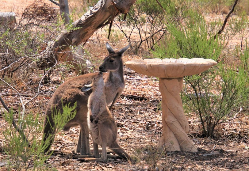 Click to view all images Allotment DRAY POLE HILL Road Yallunda Flat SA 5607 - Image 3