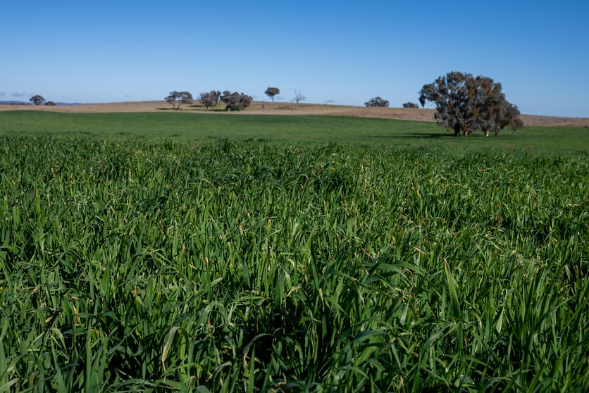Click to view all images 1455 Euchareena Road Molong NSW 2866 - Image 1