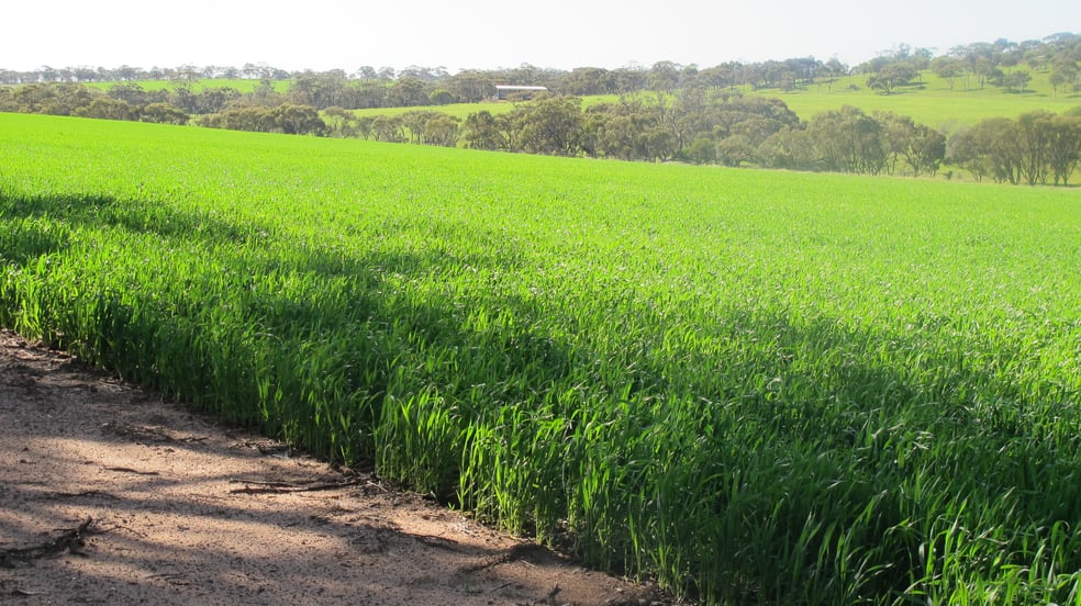 Click to view all images Wongamine Goomalling-Toodyay Road Goomalling WA 6460 - Image 2