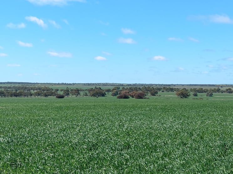 Click to view all images Lot 801 Carnamah - Perenjori Road Carnamah WA 6517 - Image 3