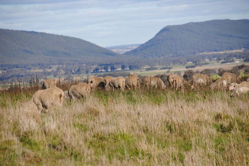 Click to view all images 443 Wirrimah Road,Bendick Murrell Wirrimah NSW 2803 - Image 3