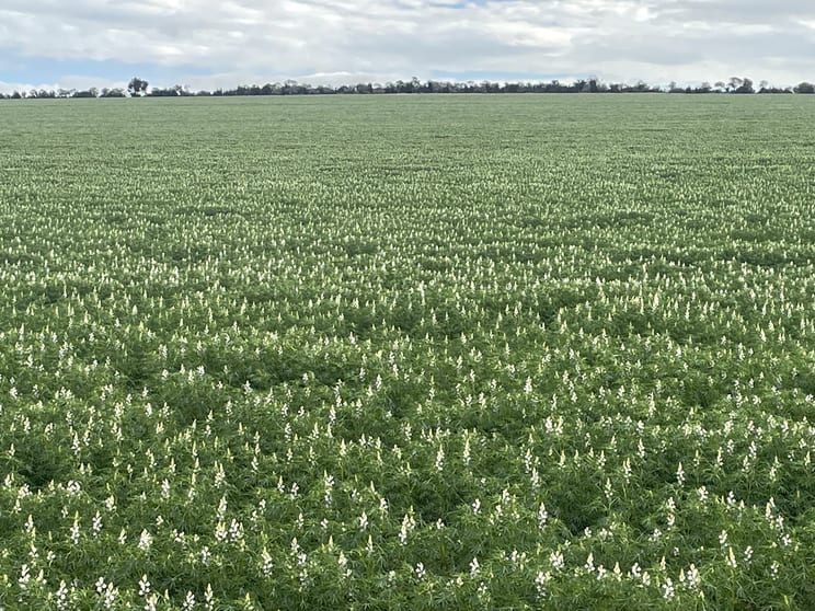 Click to view all images Quairading South Road Dangin WA 6383 - Image 1