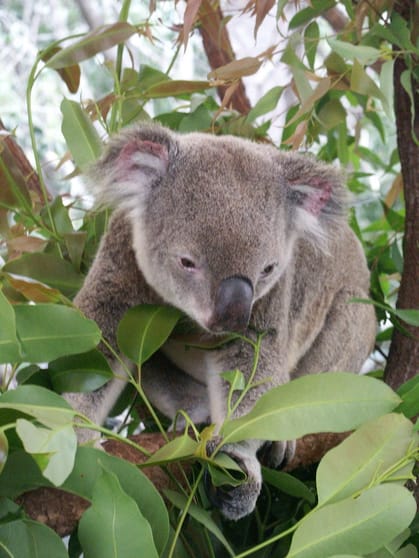 Click to view all images Lot 167 Haden Crows Nest Road Plainby QLD 4355 - Image 3