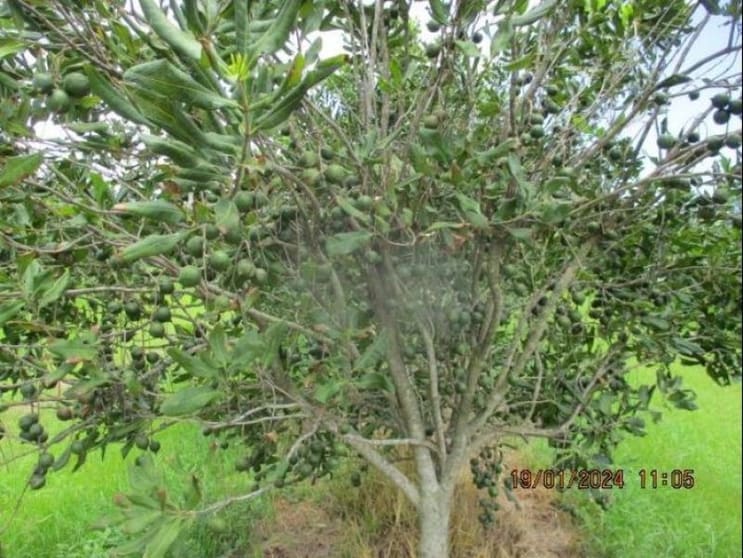 Click to view all images Lot 6 Eardleys Road Welcome Creek QLD 4670 - Image 3