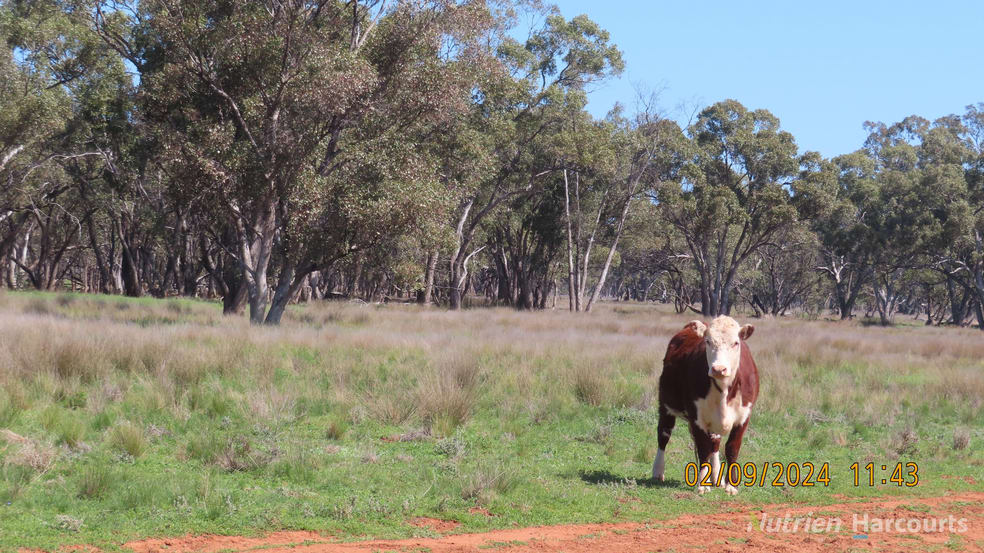 Click to view all images * Needlewood Nymagee NSW 2831 - Image 1