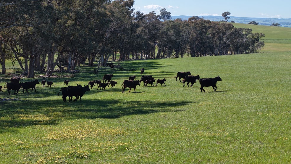 Clunes Dam, Islands Road Cowra NSW 2794 - Image 3