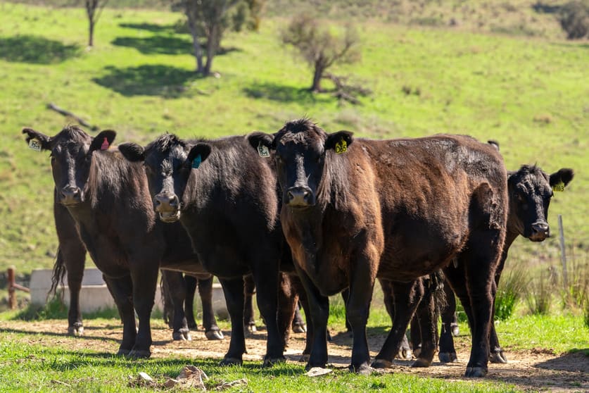Click to view all images 401 & 407 Dry Creek Road Orange NSW 2800 - Image 1