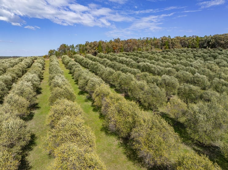 Click to view all images 'Terran Grove' 65 Lynters Road Bumbaldry NSW 2794 - Image 3