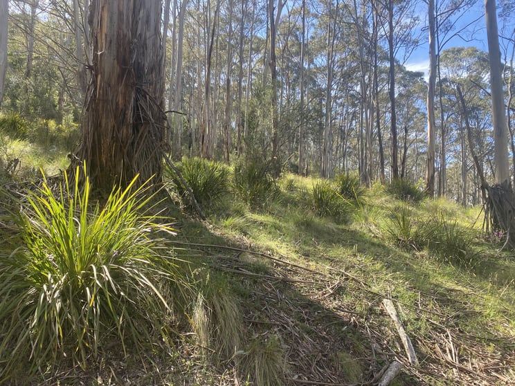 Click to view all images Lot/129 Sheepstation Forest Road Gingkin NSW 2787 - Image 1