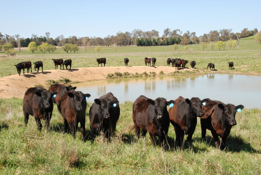 Click to view all images 160 Aberbaldie Road Walcha NSW 2354 - Image 3