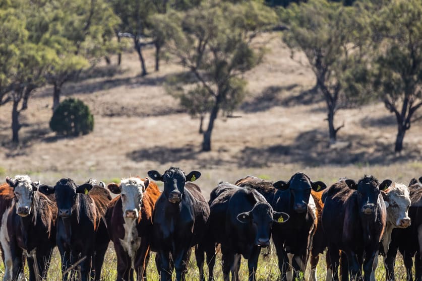 Click to view all images 22 Nara-Boah Waterhole Road Goombungee QLD 4354 - Image 1