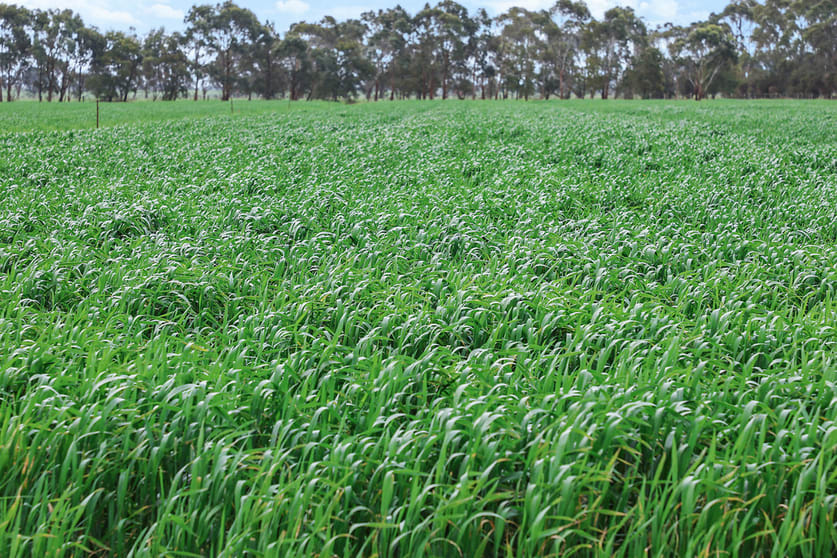 Click to view all images 470 Old Irrewillipe Road Bungador VIC 3260 - Image 2