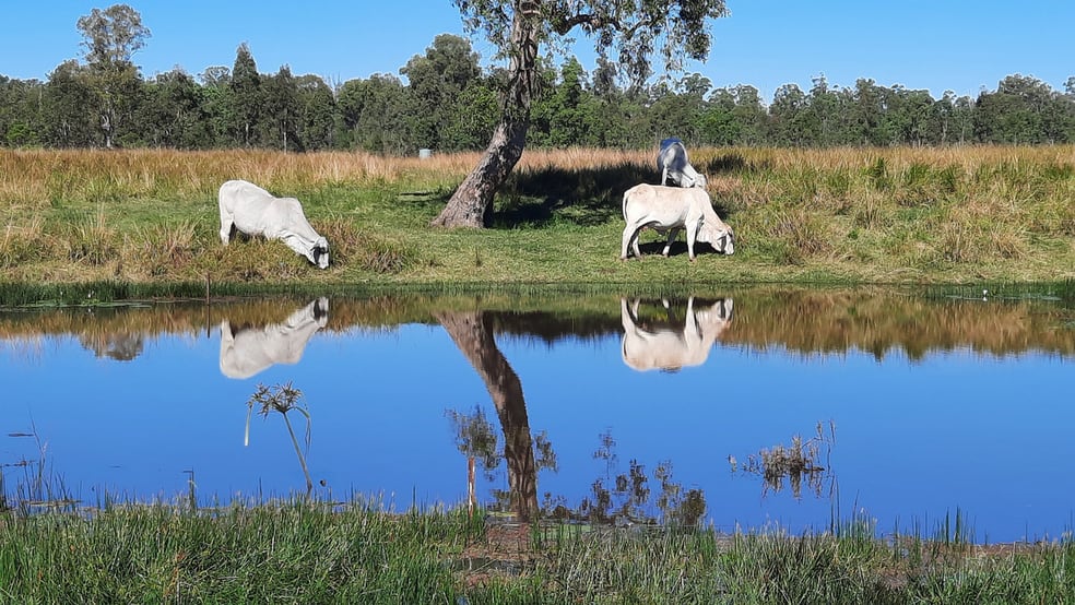 Click to view all images 343 Rappville Road Rappville NSW 2469 - Image 3