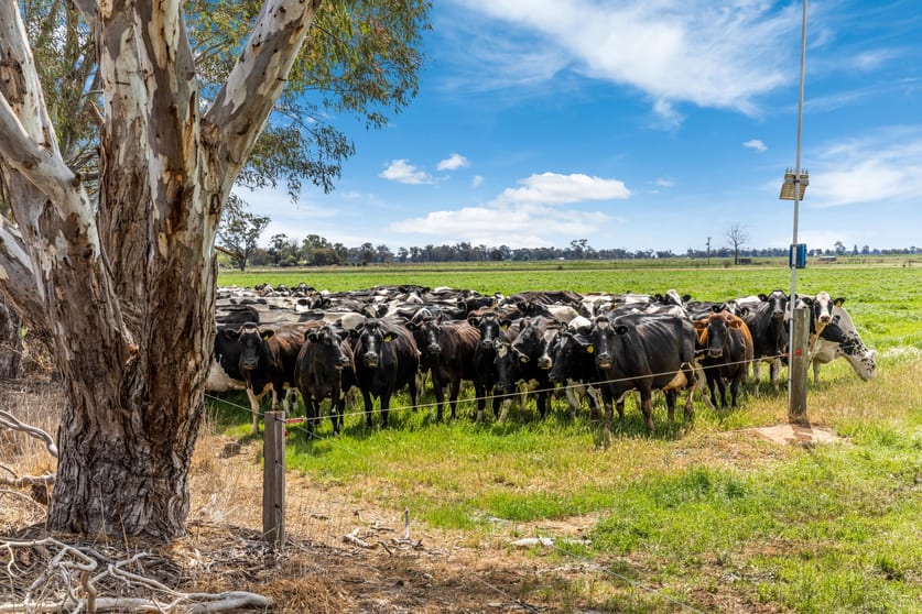 2217 Henderson Road Girgarre VIC 3624 - Image 3