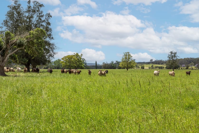 Click to view all images 639E coolangatta road Berry NSW 2535 - Image 3