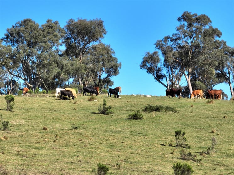 Click to view all images 1886 Gurrundah Road Goulburn NSW 2580 - Image 2