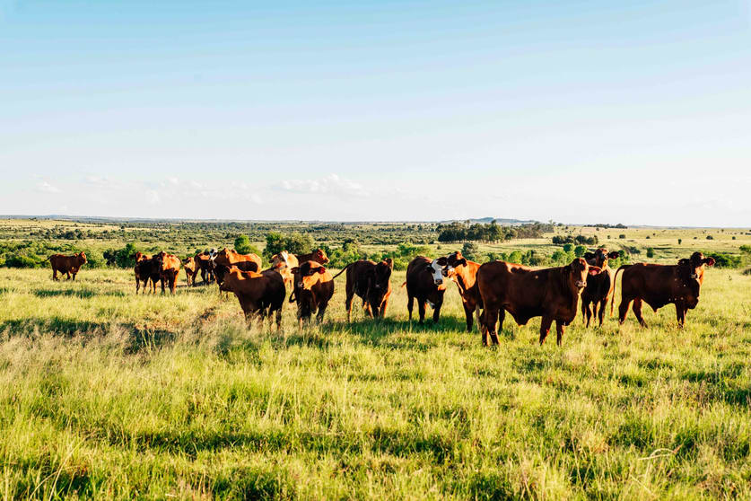 Click to view all images Waikola QLD 4420 - Image 2