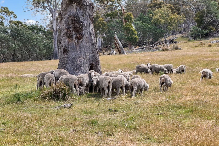 "Kheme Hill" Eastwood Road York Plains TAS 7120 - Image 3