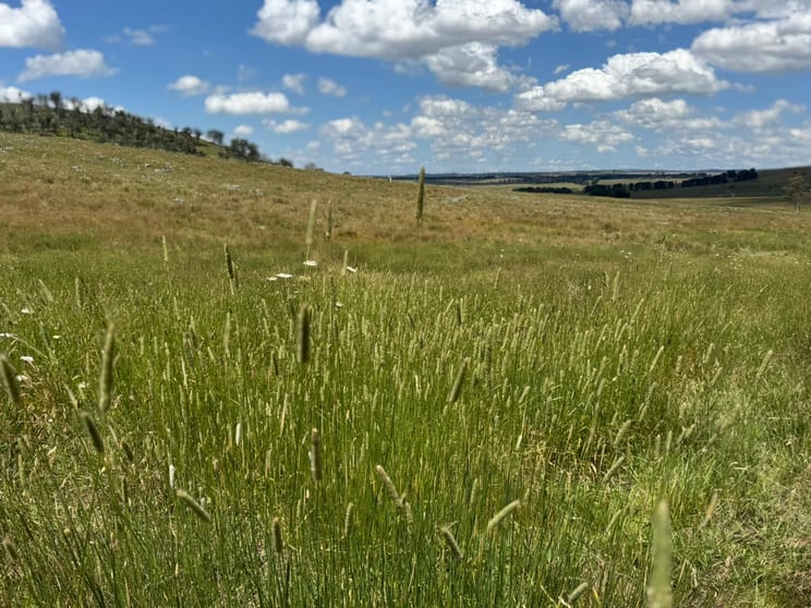 Click to view all images "Springleigh" Terrible Vale Road Kentucky NSW 2354 - Image 3
