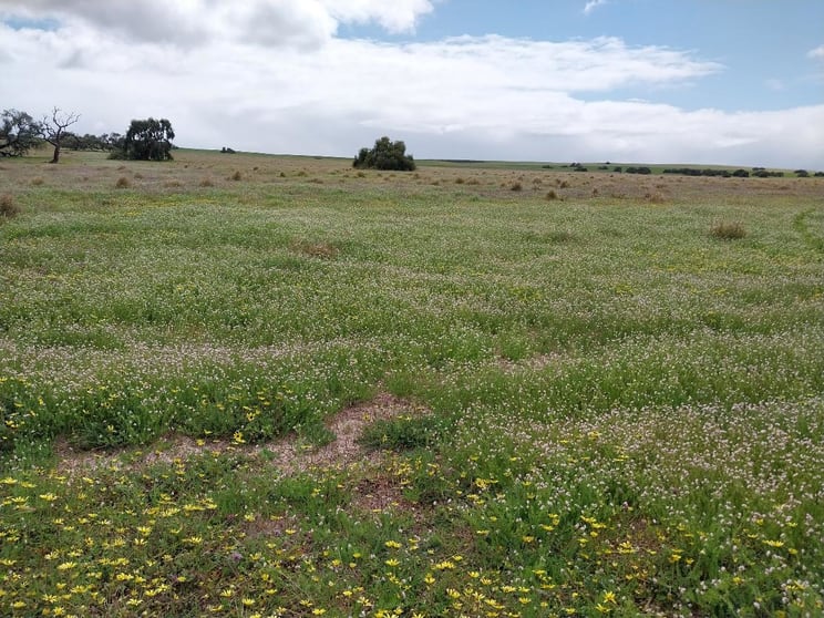 Click to view all images Lot 3816 Minyulo Road Dandaragan WA 6507 - Image 3