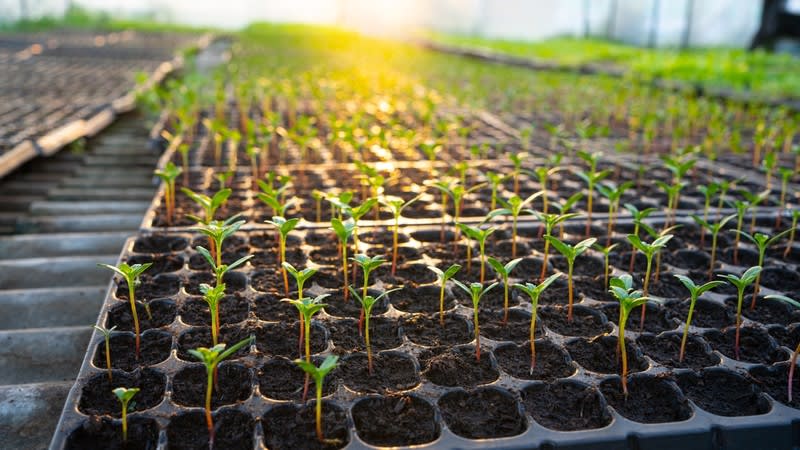 Click to view all images Home & Garden business for sale in South East Queensland Greater Region QLD - Image 2