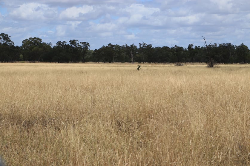 Click to view all images 445 Six Mile Rd Roma QLD 4455 - Image 3